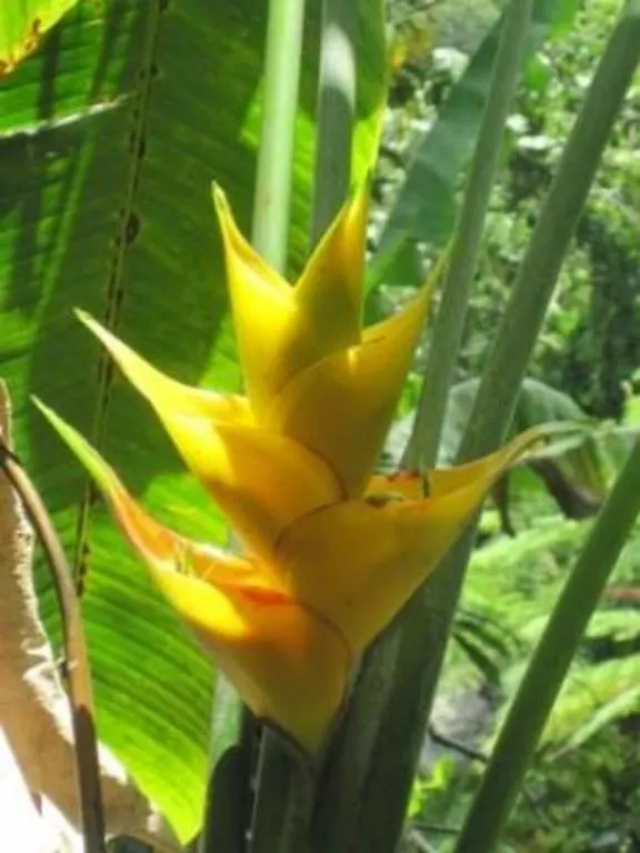 Oda ve Kahvaltı Casa Cubuy Ecolodge Naguabo
